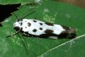 Ethmia quadrillella